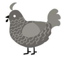A grey and ash chicken with a lace pattern