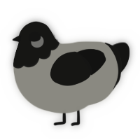A ash and black chicken with a head pattern