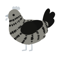 Charcoal, a ash and black chicken with a bar pattern