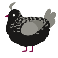 A sable and ash chicken with a half-lace pattern