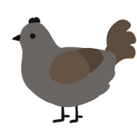 Muddy, a grey and bark chicken