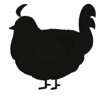 A black chicken with a lace pattern