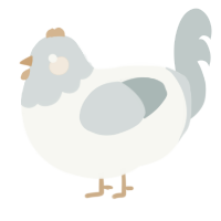 A white and silver chicken with a head pattern
