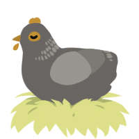 A grey and ash chicken with a neck-band pattern