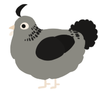 A ash and sable chicken with a neck-band pattern