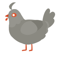 A ash chicken with a head pattern