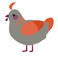 A ash and vermilion chicken with a neck-band pattern