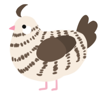 A cream and bark chicken with a bar pattern