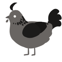 A grey and sable chicken with a neck-speckle pattern