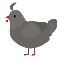 A grey chicken with a head pattern