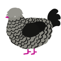 A ash and black chicken with a lace pattern