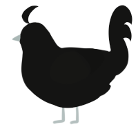 A black chicken