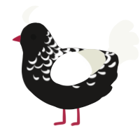 A sable and white chicken with a half-lace pattern