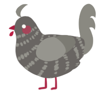 A grey and ash chicken with a bar pattern