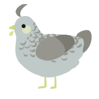 A silver and ash chicken with a half-lace pattern