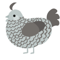 A silver and grey chicken with a lace pattern