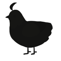 A black chicken with a head pattern
