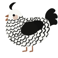 A white and black chicken with a lace pattern