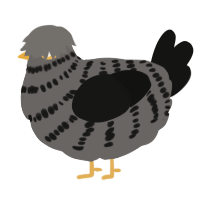 A grey and black chicken with a bar pattern