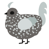 A grey and silver chicken with a speckle pattern