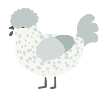 A white and silver chicken with a speckle pattern