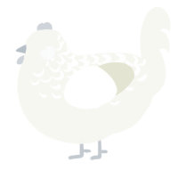 A white chicken with a half-lace pattern