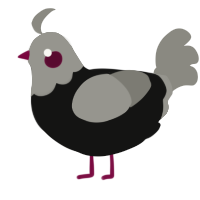 A black and ash chicken with a head pattern