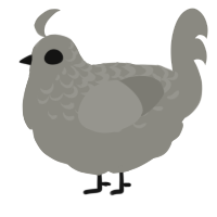 A ash chicken with a half-lace pattern