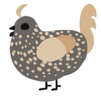 A grey and beige chicken with a speckle pattern
