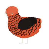 Inkling, a vermilion and sable chicken with a lace pattern