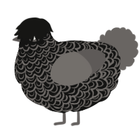 A black and grey chicken with a double-lace pattern