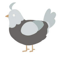 A grey and silver chicken with a head pattern