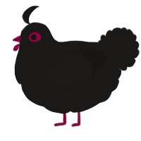 A sable chicken with a neck-band pattern