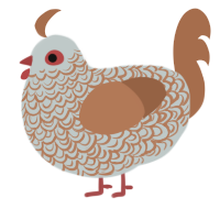 A silver and brown chicken with a double-lace pattern