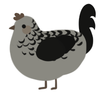 A ash and black chicken with a half-lace pattern