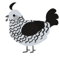 A mist and sable chicken with a lace pattern