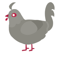 A ash chicken with a head pattern