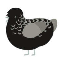 The Virus of Life, a black and white chicken with a half-lace pattern