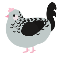 A silver and sable chicken with a half-lace pattern