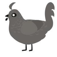 The Dark Academic, a grey chicken with a half-lace pattern