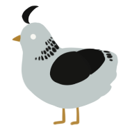 A silver and black chicken with a neck-band pattern