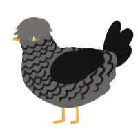 A grey and black chicken with a lace pattern