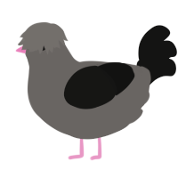 Its not a phase mom, a grey and black chicken