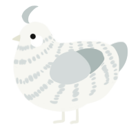 A white and silver chicken with a bar pattern