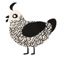 A cream and sable chicken with a double-lace pattern