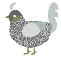 A grey and silver chicken with a double-lace pattern