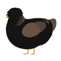 A black and bark chicken with a neck-band pattern