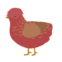 pecan, a red and brown chicken with a half-lace pattern