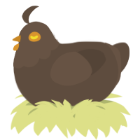 A bark chicken with a head pattern