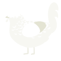 A white chicken with a half-lace pattern